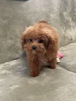 Finley, a male Cavapoo for sale in Moore, OK – Photo 2 of 6