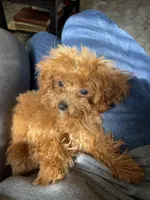 Finley, a male Cavapoo for sale in Moore, OK – Photo 6 of 6