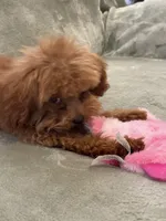 Finley, a male Cavapoo for sale in Moore, OK – Photo 1 of 6