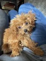 Finley, a male Cavapoo for sale in Moore, OK – Photo 5 of 6