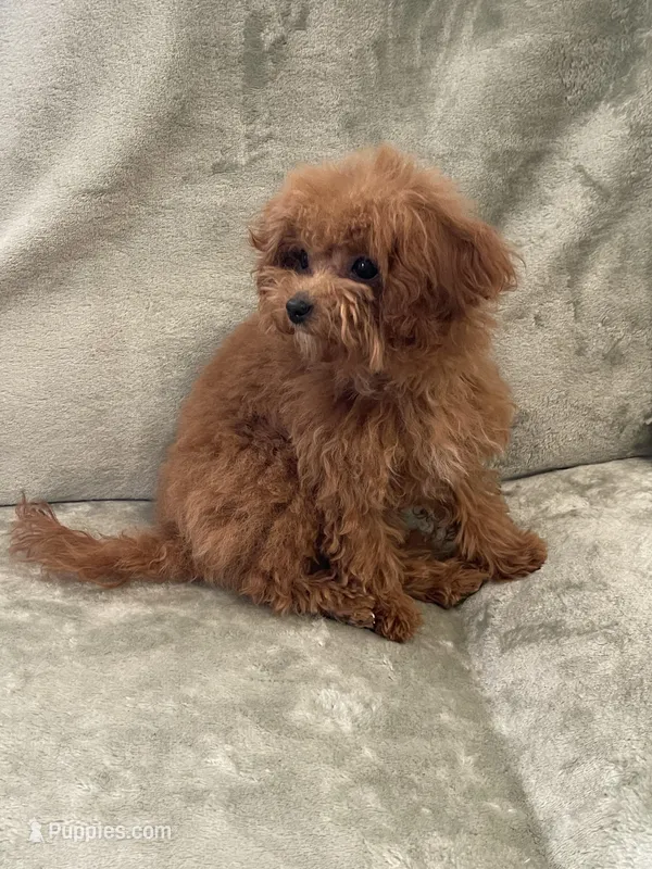 Finley – Cavapoo puppy for sale in Moore, OK