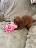 Finley, a male Cavapoo for sale in Moore, OK – Photo 4 of 6