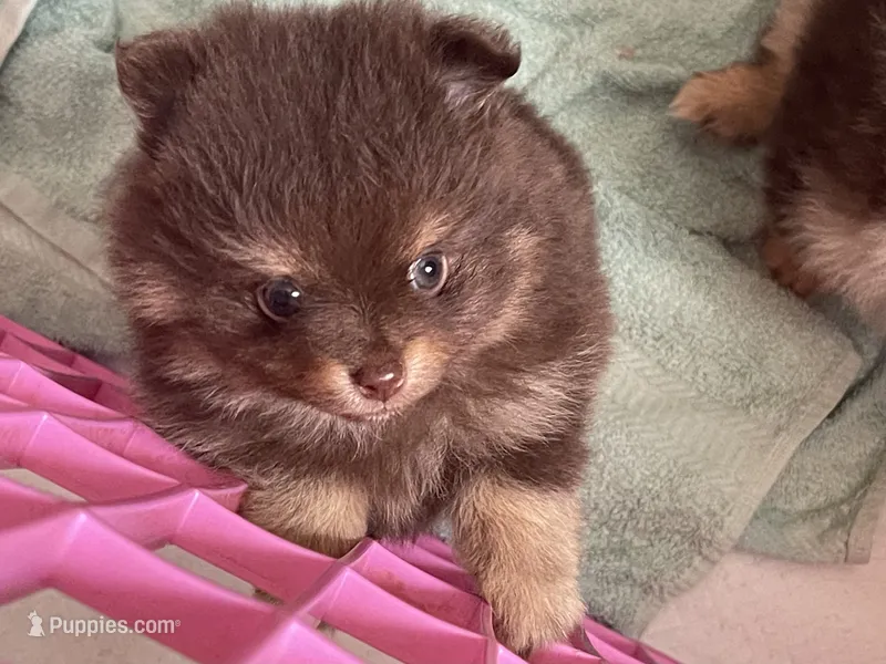Token  – Pomeranian puppy for sale in Moore, OK