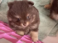 Token , a male Pomeranian for sale in Moore, OK – 1 of 5
