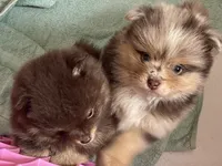 Clover, a male Pomeranian for sale in Moore, OK – 2 of 6