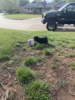 Oliver, a male Pomapoo and Pomeranian for sale in Moore, OK – Photo 6 of 7