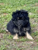 Oliver, a male Pomapoo and Pomeranian for sale in Moore, OK – Photo 2 of 7