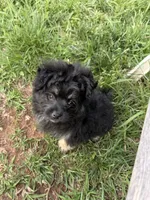 Oliver, a male Pomapoo and Pomeranian for sale in Moore, OK – Photo 4 of 7