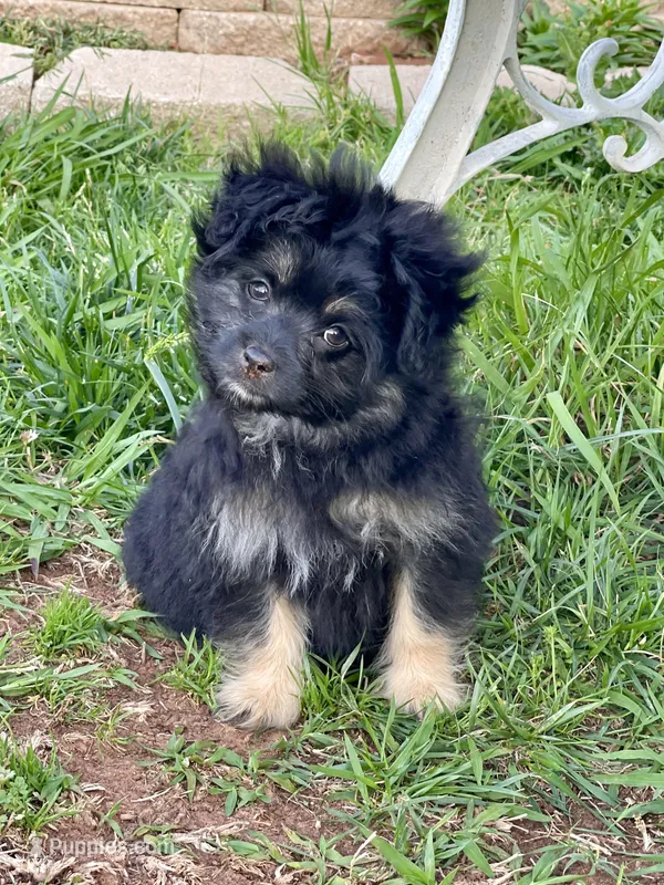 Oliver – Pomapoo, Pomeranian puppy for sale in Moore, OK