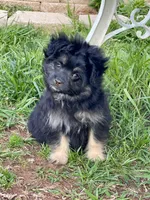 Oliver, a male Pomapoo and Pomeranian for sale in Moore, OK – Photo 1 of 7