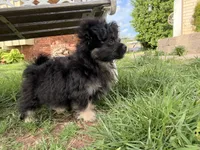 Oliver, a male Pomapoo and Pomeranian for sale in Moore, OK – Photo 7 of 7