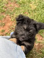 Oliver, a male Pomapoo and Pomeranian for sale in Moore, OK – Photo 5 of 7