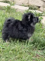 Oliver, a male Pomapoo and Pomeranian for sale in Moore, OK – Photo 3 of 7