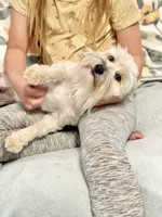 Skyler AKC-Neutered, a male Miniature Schnauzer for sale in Moore, OK – Photo 2 of 4