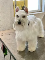 Skyler AKC-Neutered, a male Miniature Schnauzer for sale in Moore, OK – Photo 1 of 4