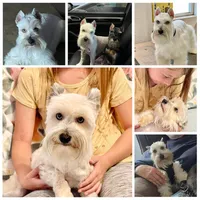 Skyler AKC-Neutered, a male Miniature Schnauzer for sale in Moore, OK – Photo 4 of 4