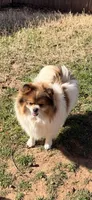 Harper, a female Pomeranian for sale in Moore, OK – Photo 2 of 4