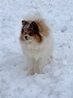 Harper, a female Pomeranian for sale in Moore, OK – Photo 4 of 4