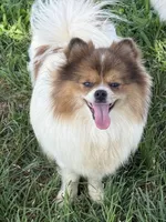 Harper, a female Pomeranian for sale in Moore, OK – Photo 1 of 4