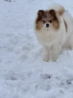 Harper, a female Pomeranian for sale in Moore, OK – Photo 3 of 4