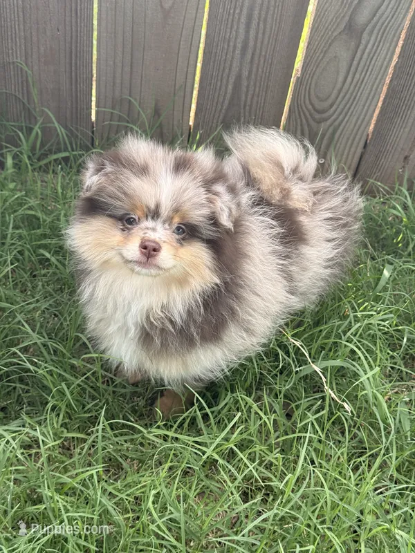 Milo – Pomeranian puppy for sale in Moore, OK