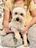 Skyler-Neutered, a male Miniature Schnauzer for sale in Moore, OK – 5 of 7