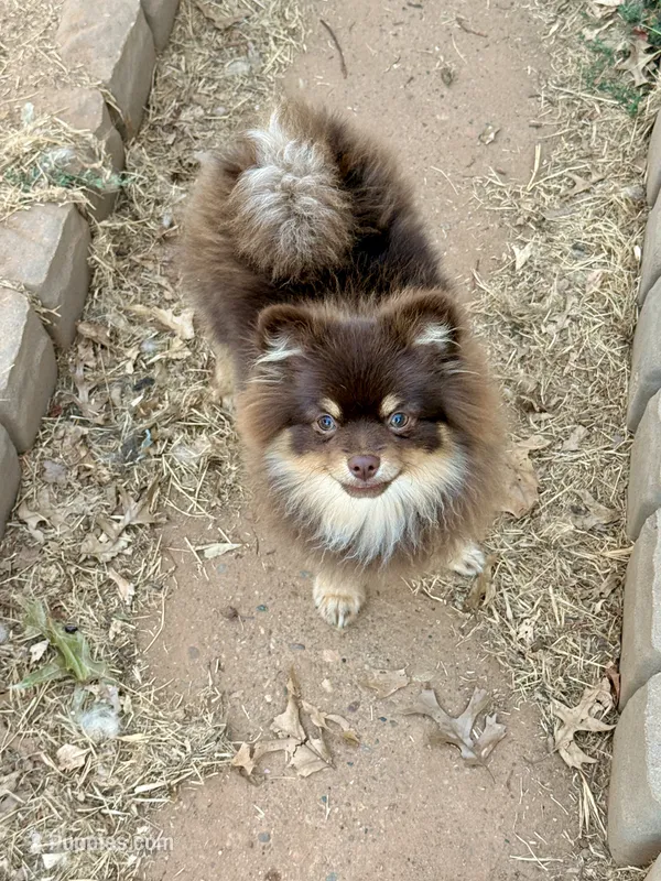Mica – Pomeranian puppy for sale in Moore, OK