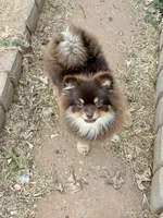 Mica, a male Pomeranian for sale in Moore, OK – 1 of 10