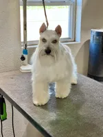 Skyler-Neutered, a male Miniature Schnauzer for sale in Moore, OK – 6 of 7