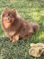 Boba-Neutered, a male Pomeranian for sale in Moore, OK – 2 of 3