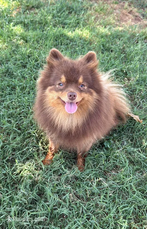 Boba-Neutered – Pomeranian puppy for sale in Moore, OK