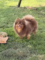 Boba-Neutered, a male Pomeranian for sale in Moore, OK – 3 of 3