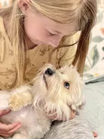 Skyler-Neutered, a male Miniature Schnauzer for sale in Moore, OK – 4 of 7