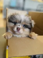 Clover, a male Pomeranian for sale in Moore, OK – 1 of 6