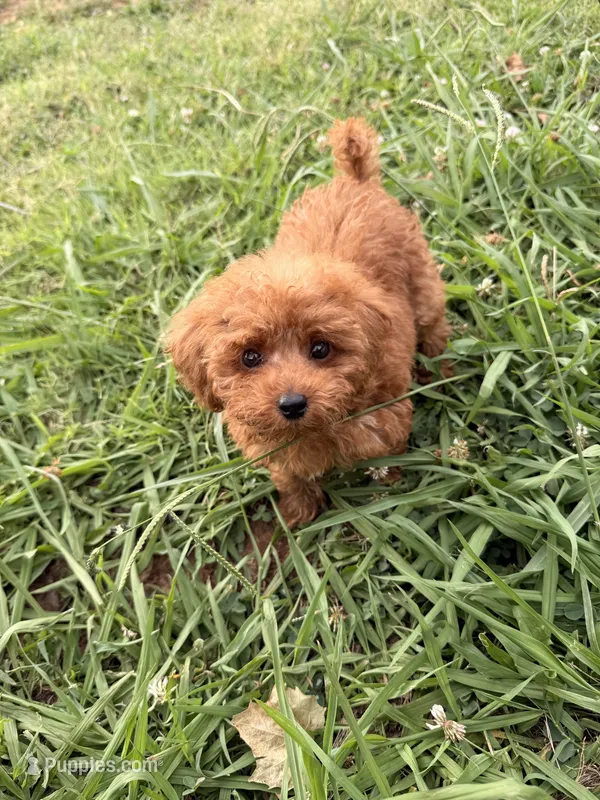 Rosey  – Poodle - Toy  puppy for sale in Moore, OK