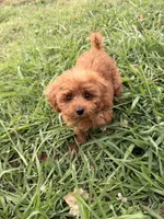 Rosey , a female Poodle - Toy  for sale in Moore, OK – 1 of 3