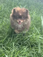 Mica, a male Pomeranian for sale in Moore, OK – 5 of 10
