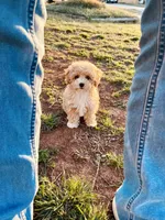 Capri , a female Pomapoo and Poodle - Toy  for sale in Moore, OK – Photo 7 of 8
