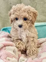 Capri , a female Pomapoo and Poodle - Toy  for sale in Moore, OK – Photo 8 of 8