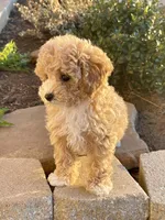 Capri , a female Pomapoo and Poodle - Toy  for sale in Moore, OK – Photo 5 of 8