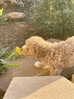 Capri , a female Pomapoo and Poodle - Toy  for sale in Moore, OK – Photo 4 of 8