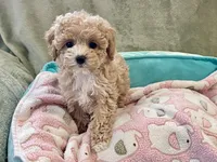 Capri , a female Pomapoo and Poodle - Toy  for sale in Moore, OK – Photo 2 of 8