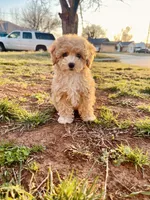Capri , a female Pomapoo and Poodle - Toy  for sale in Moore, OK – Photo 6 of 8