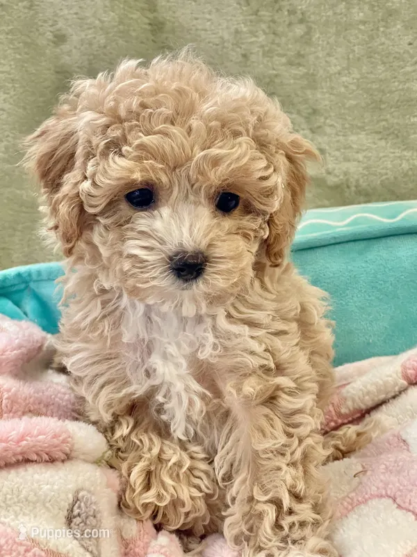 Capri  – Pomapoo, Poodle - Toy  puppy for sale in Moore, OK