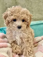 Capri , a female Pomapoo and Poodle - Toy  for sale in Moore, OK – Photo 1 of 8