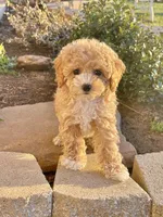 Capri , a female Pomapoo and Poodle - Toy  for sale in Moore, OK – Photo 3 of 8
