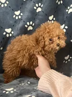 processed/67be2bcc-584e-42e5-bf2f-5b41ce809d20/listing/f7a198ec-7396-41b7-936f-7f571b92e776/586991bf-44ca-4be4-af77-523d45457bb8