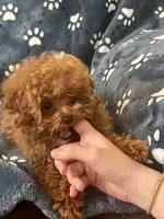 processed/67be2bcc-584e-42e5-bf2f-5b41ce809d20/listing/f7a198ec-7396-41b7-936f-7f571b92e776/d9526574-ab49-43d2-a33c-2b60b89ec053