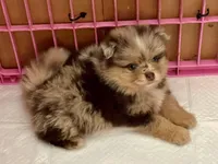 Clover, a male Pomeranian for sale in Moore, OK – 3 of 6