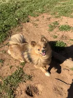 Melody, a female Pomeranian for sale in Moore, OK – Photo 3 of 3
